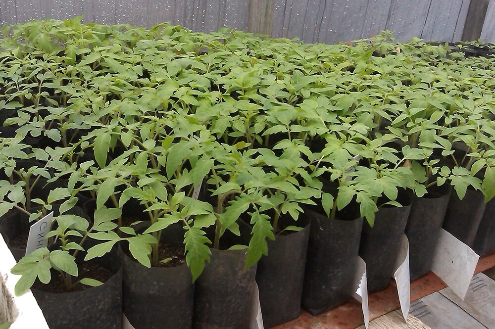    Рассада томатов. Фото: Денис Терентьев