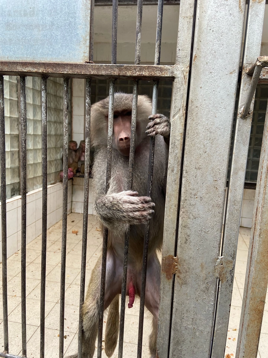 Обратите внимание на обезьяну у стены 