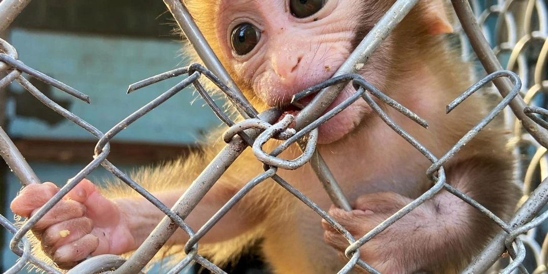Что не так с обезьяньим питомником в городе Сухум?