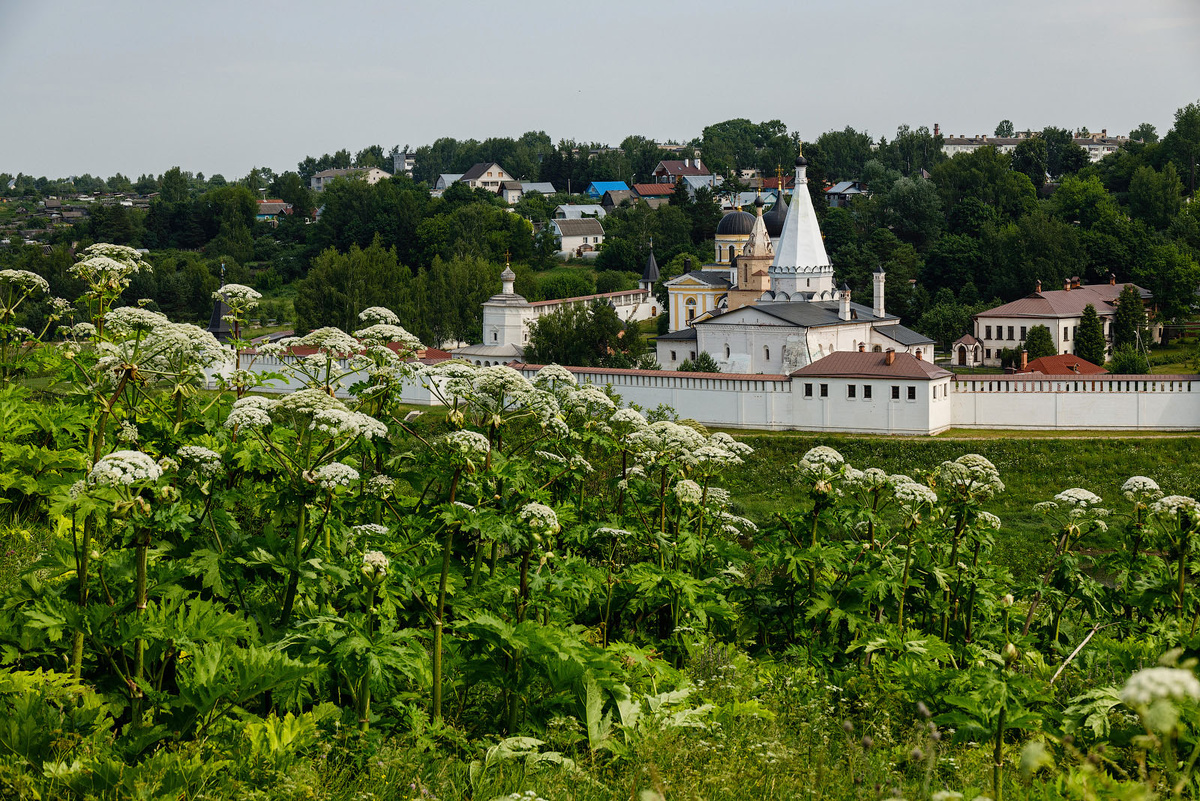 заросли борщевика в Старице Тверской области
