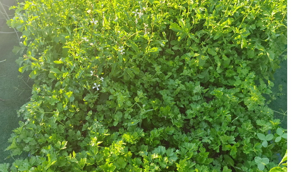 Заросший участок