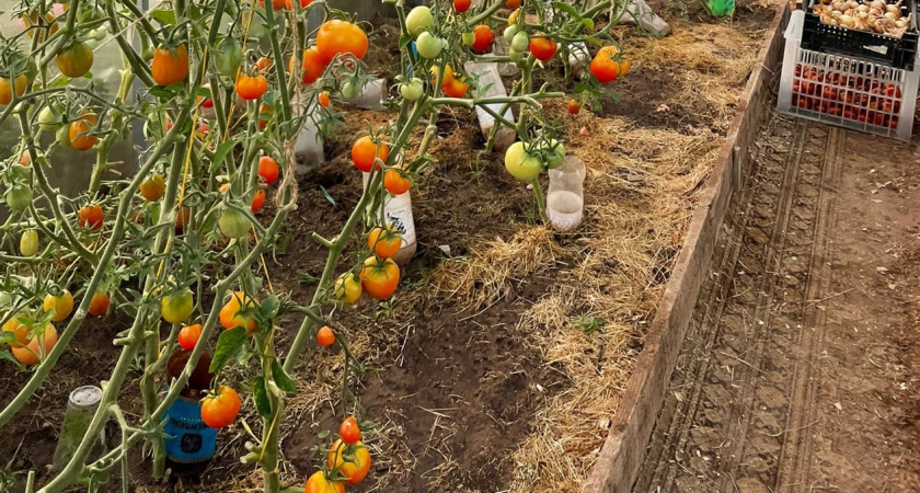    Фото: progorod43.ru