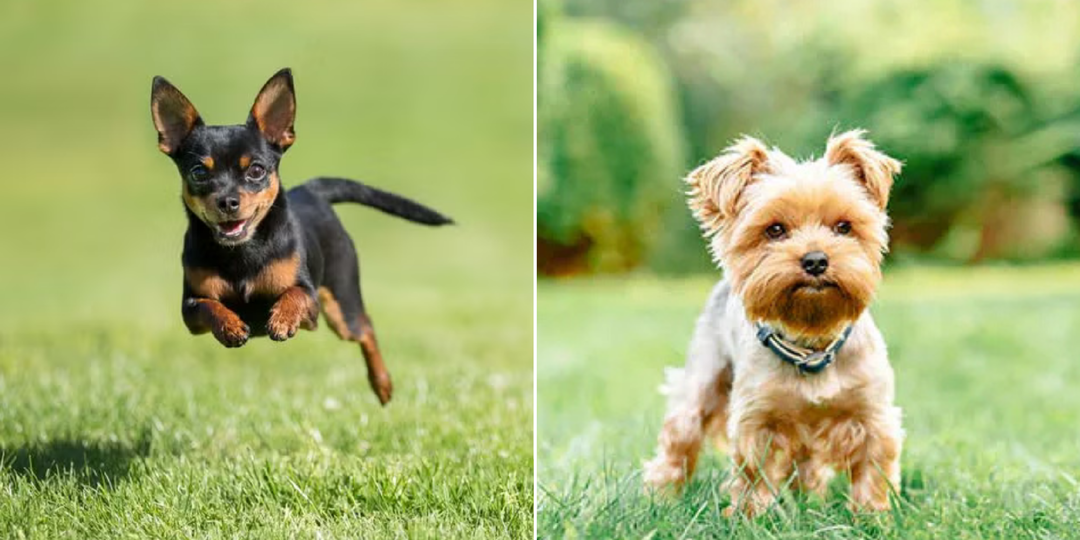 Лучше знать заранее: 7 проблем мелких пород, с которыми вы столкнетесь