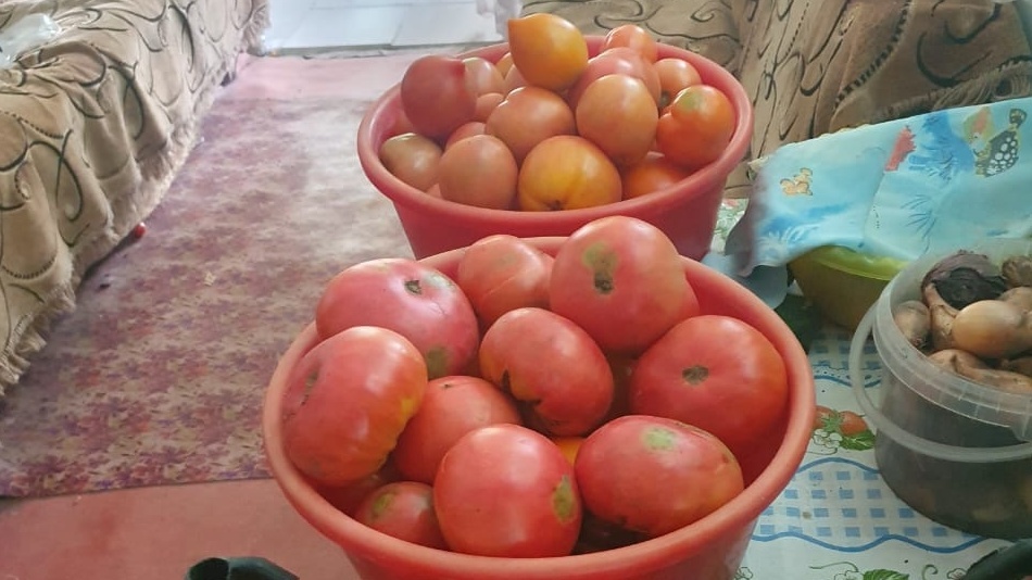 Урожай с одного куста - разница заметна