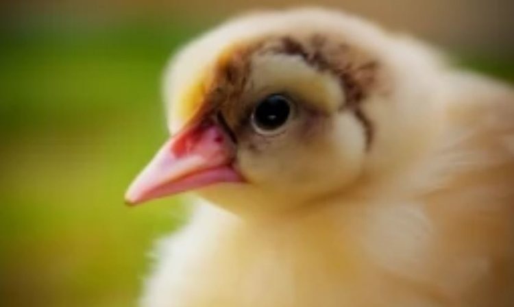    Фото: Медведева Анна, AgroXXI.ru