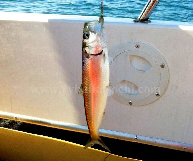 Черноморская (керченская) сельдь