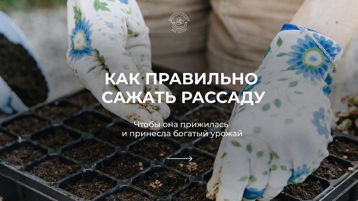 Как правильно сажать рассаду весной