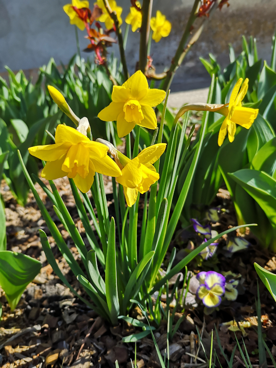 Жаркая весна 2024 года, луковичные сгорели