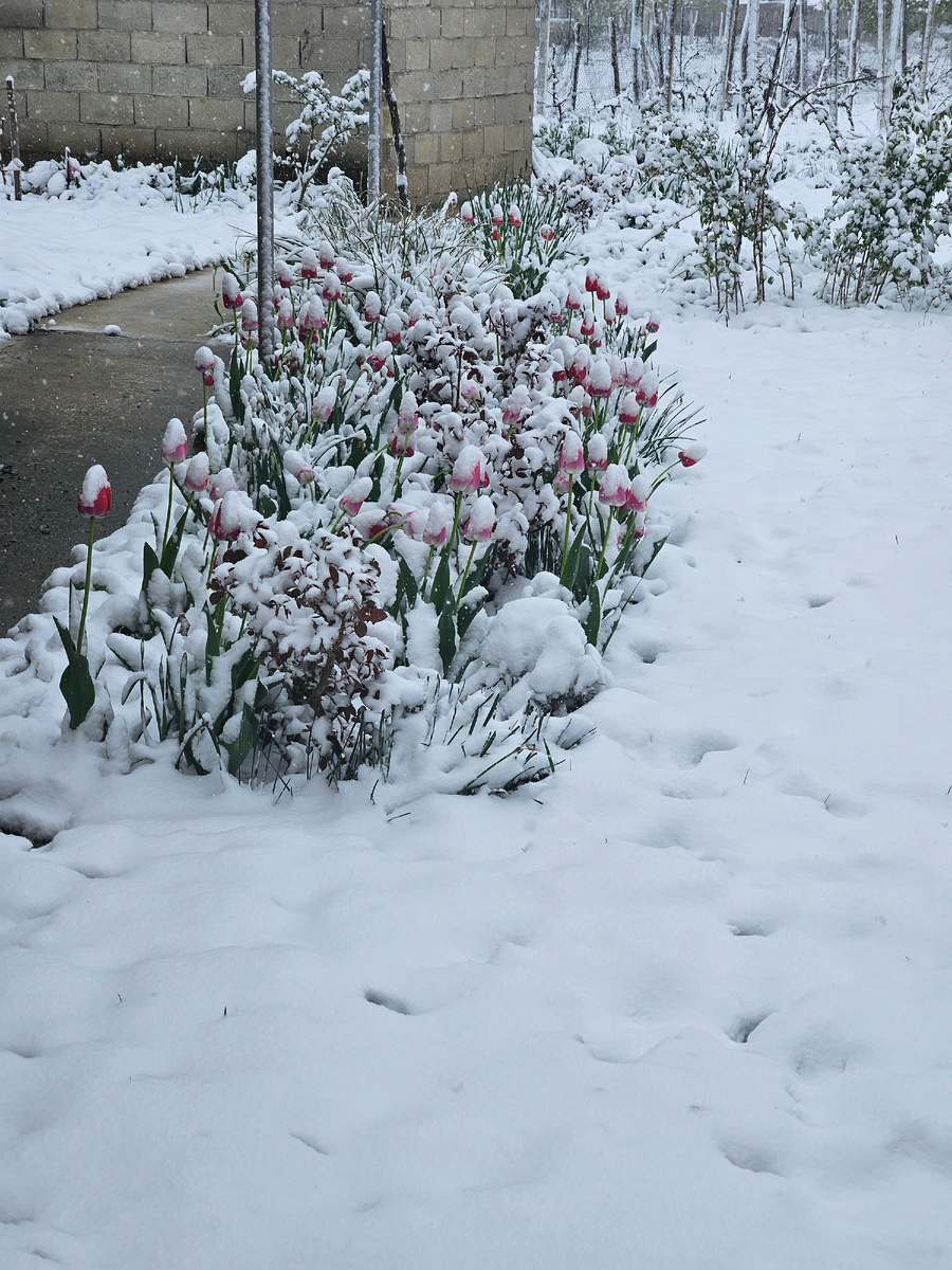 Ледяная весна 2025 года, луковичные замерзли