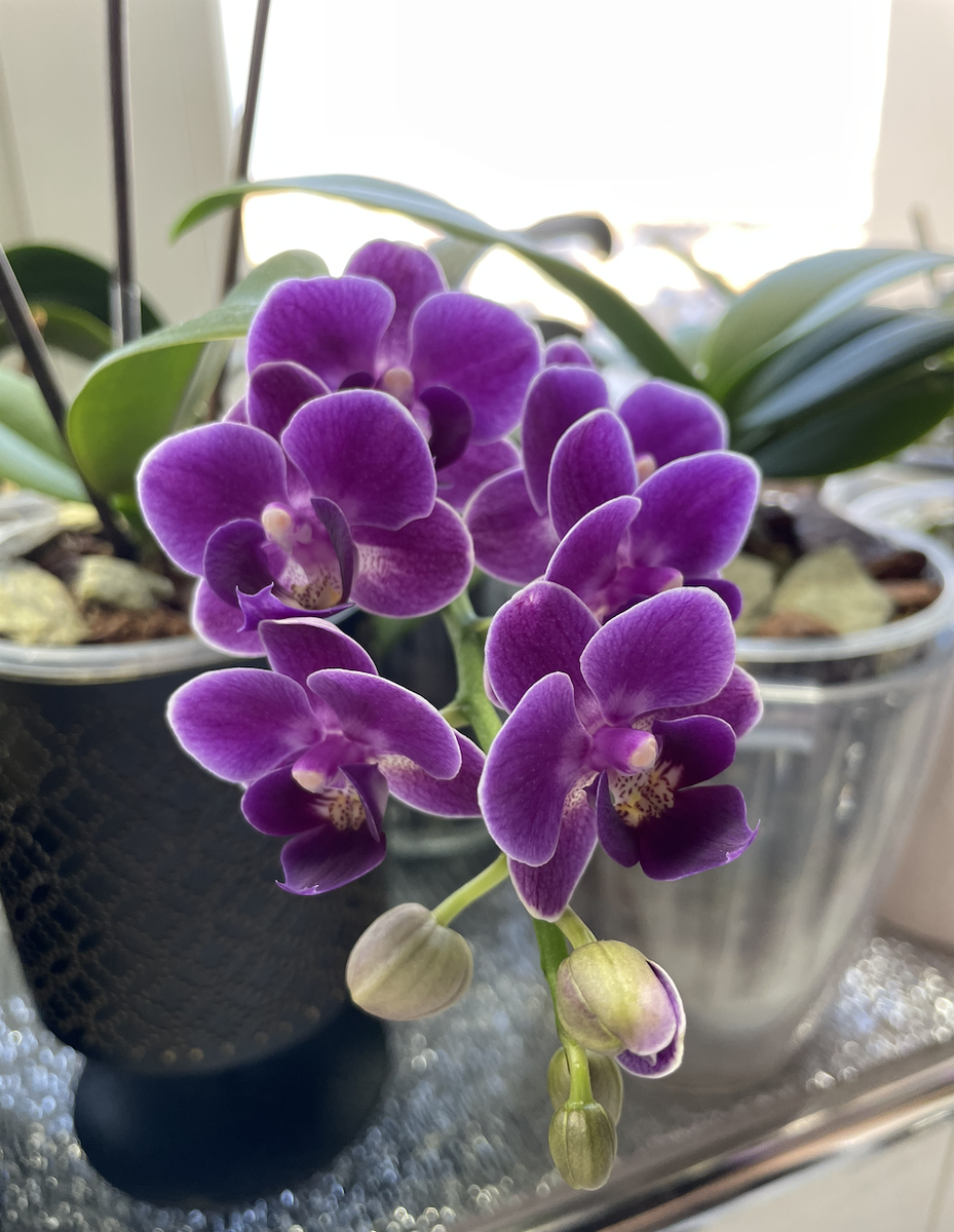 Орхидея фаленопсис УЛЬТРА ВИОЛЕТ / Phalaenopsis Reyoung UltraViolet. Орхидеи С Еленой Кузнецовой