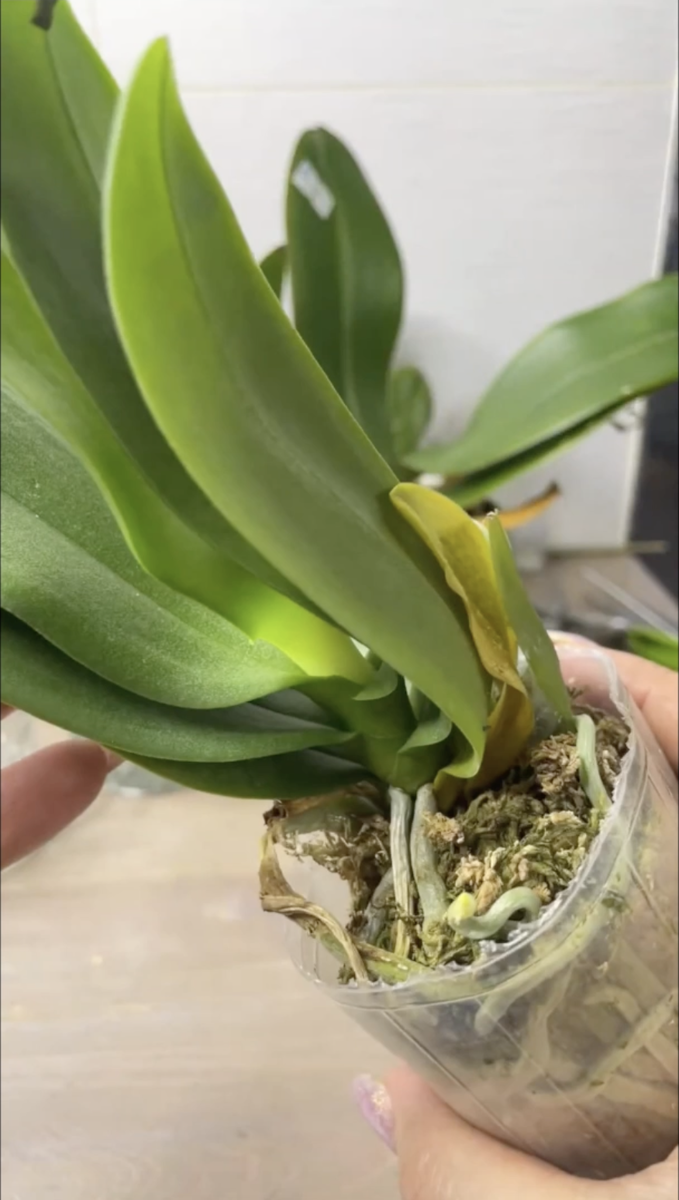 орхидея фаленопсис УЛЬТРА ВИОЛЕТ пришла ко мне в размере 2,5 дюйма. Орхидеи С Еленой Кузнецовой