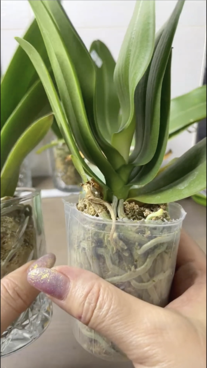 Орхидея фаленопсис УЛЬТРА ВИОЛЕТ пришла ко мне в размере 2,5 дюйма. Орхидеи С Еленой Кузнецовой