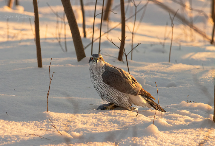 фото: Антон Кубышкин