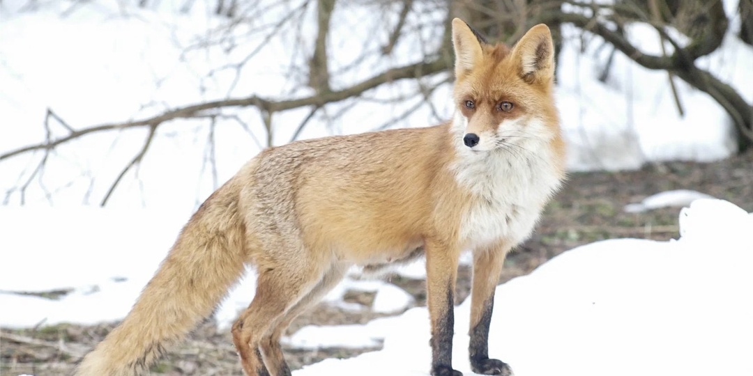 ХИТРАЯ И РЫЖАЯ