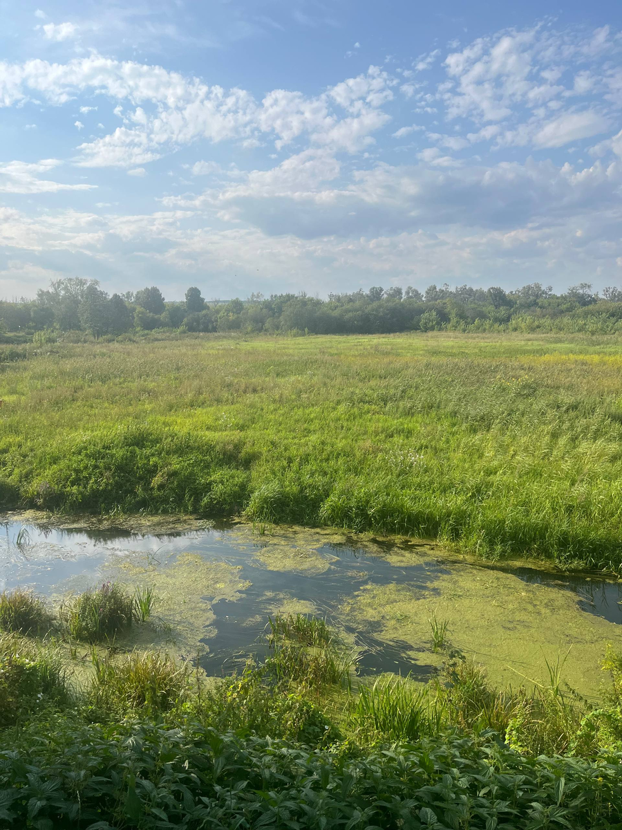 Природа вокруг усадьбы