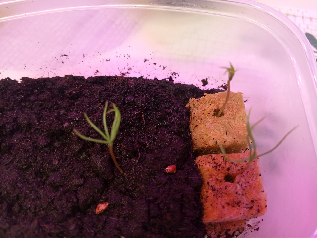 Так было за пару дней до бум