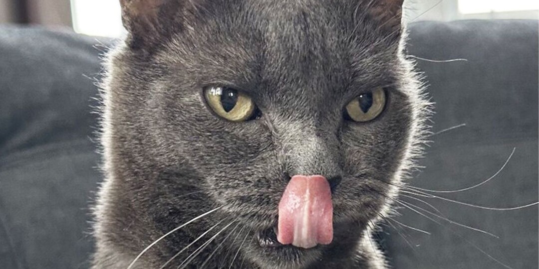 О чём молчит ваш кот: почему навязчивое облизывание носа — повод насторожиться