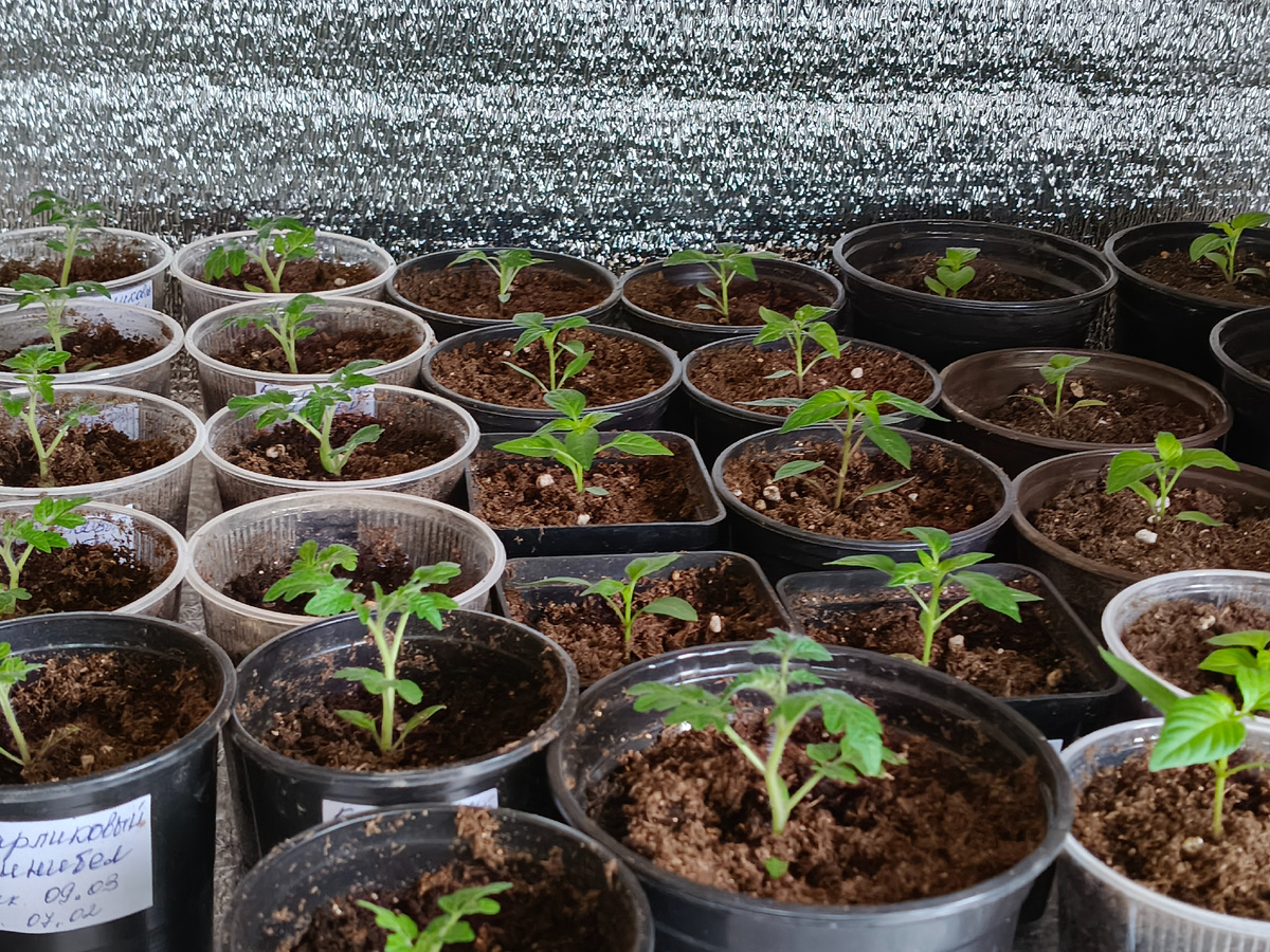 Посевная 2025