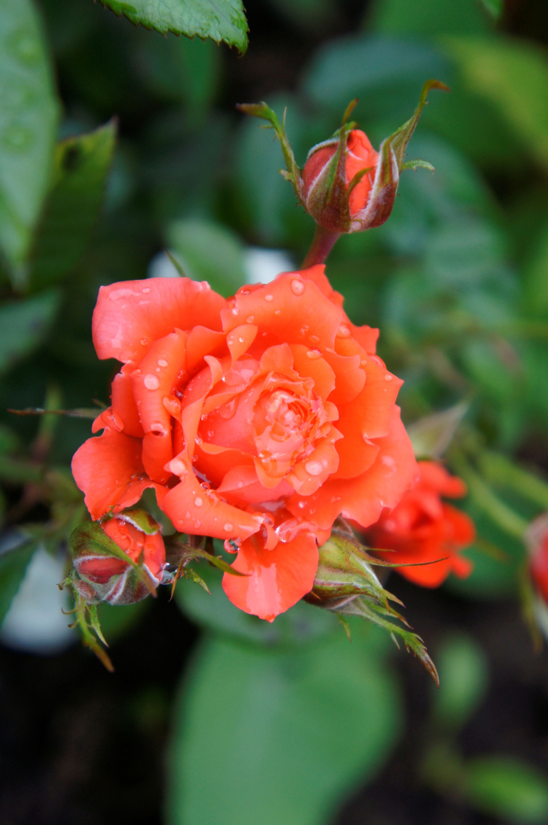 Оранж Джувел