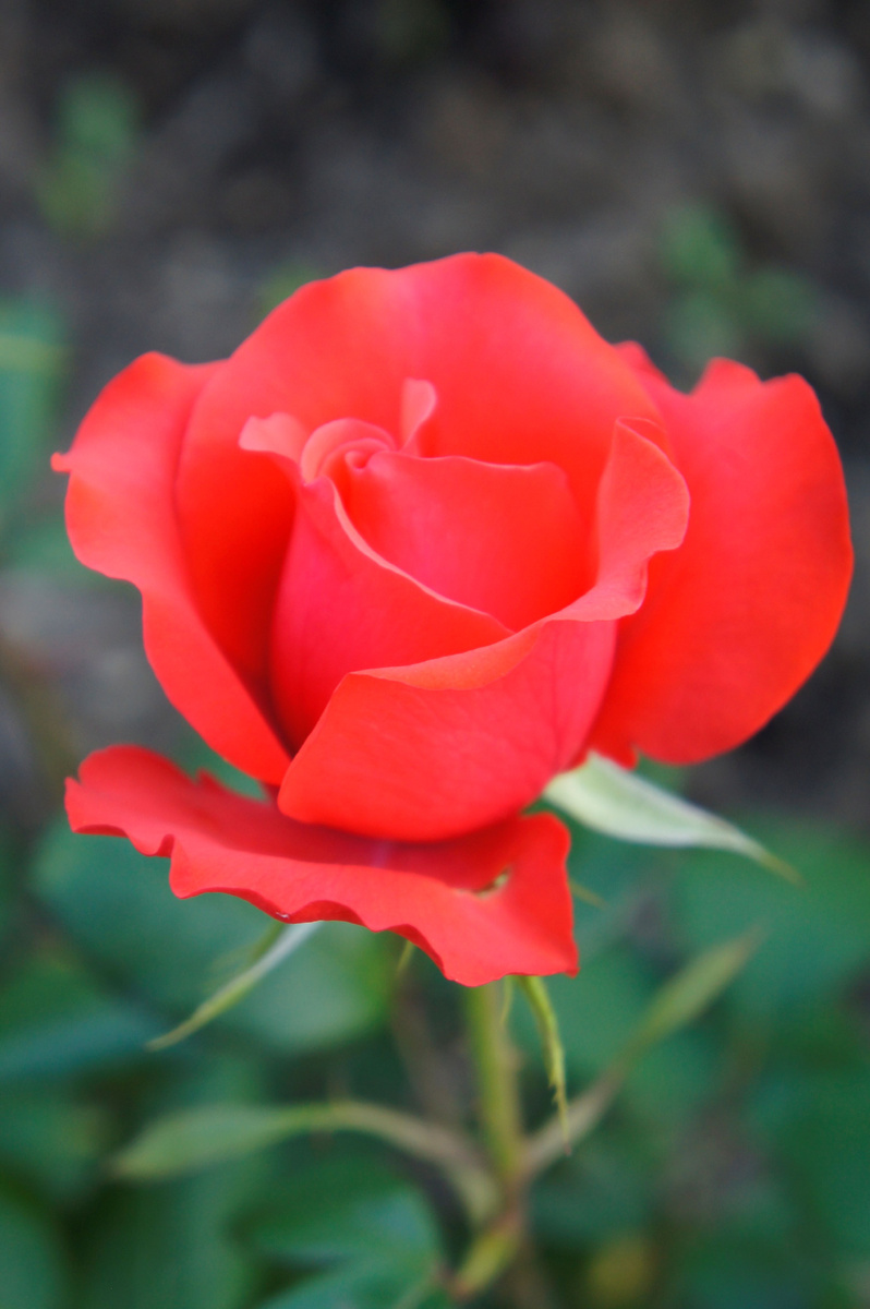 Начало роспуска