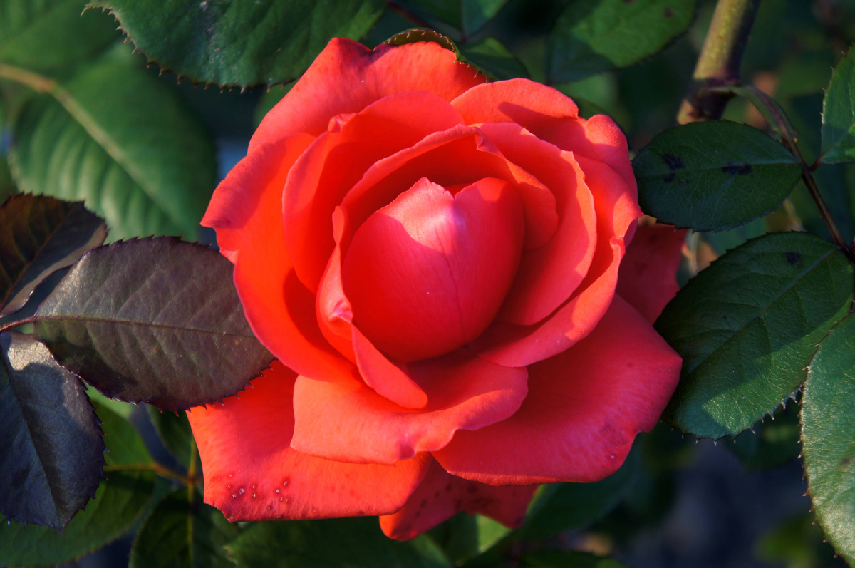 Центр всегда округлый