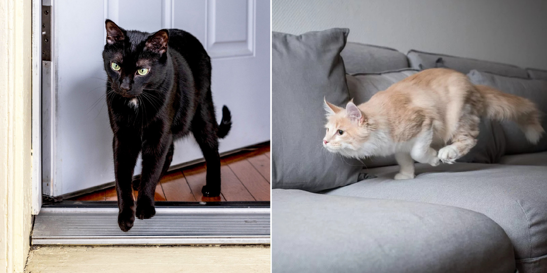 Зачем кошки тыгыдыкают по ночам: активность в темное время суток, голод или скука