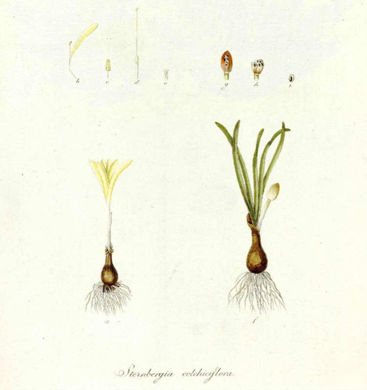 Типовой рисунок Sternbergia сolchiciflora во 2 томе «Descriptiones et icones plantarum rariorum Hungariae». 1805.