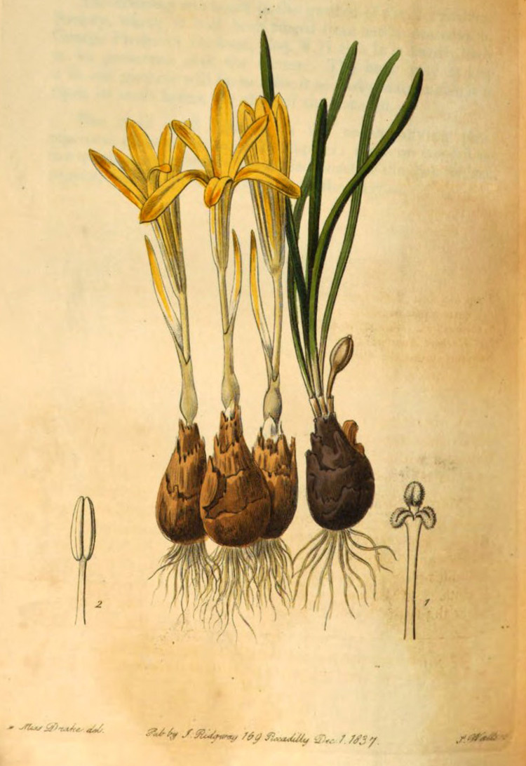 Рисунок Sternbergia сolchiciflora в «Edwards's botanical register» №23, 1837.