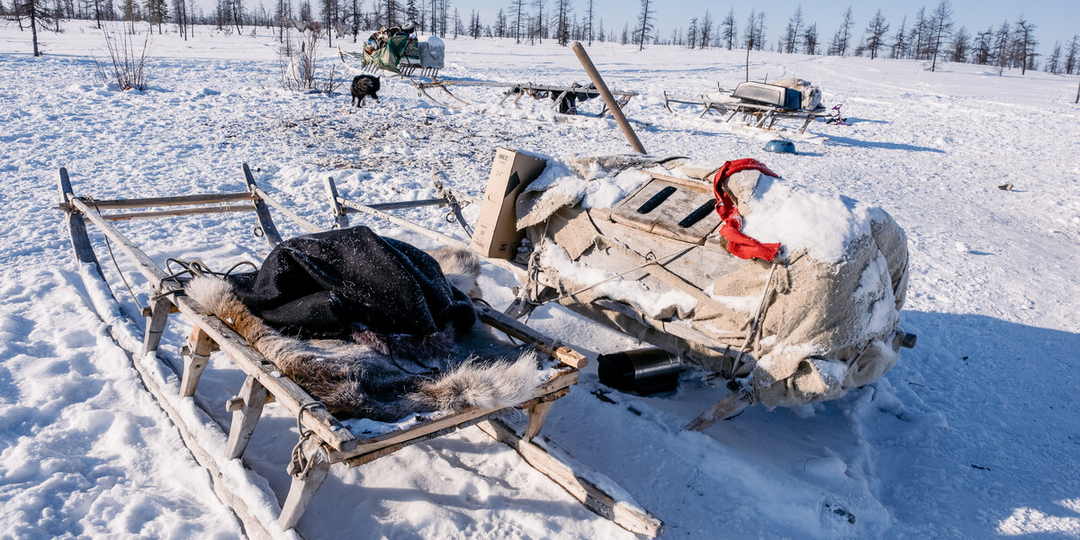 Что едят в тундре зимой при −35 °C. Проверила лично
