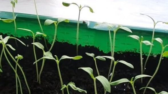 Так выглядела моя рассада после месяцев мучений — хилая и обреченная