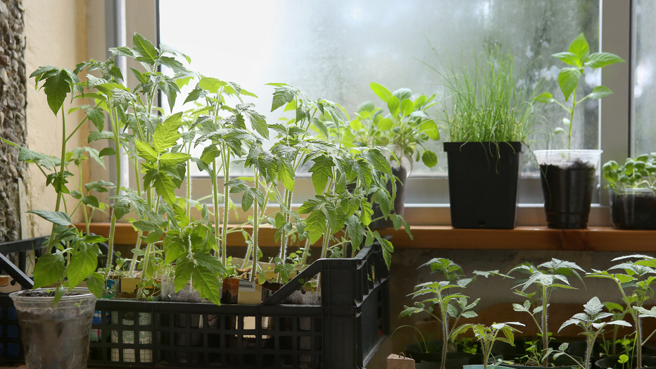 Разница между февральским и мартовским посевом — как день и ночь