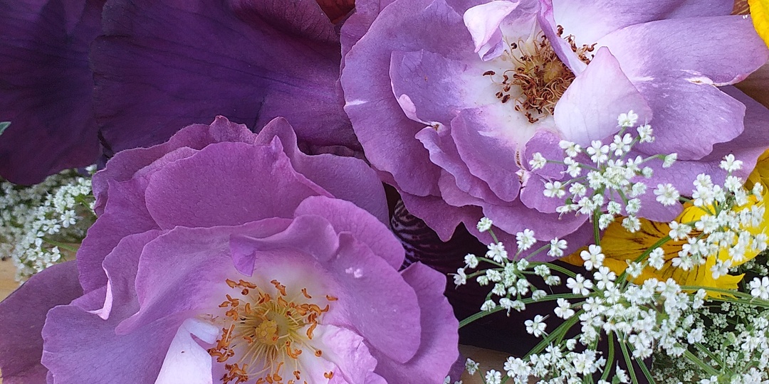 ЛЮБИМЫЕ РОЗЫ 2025