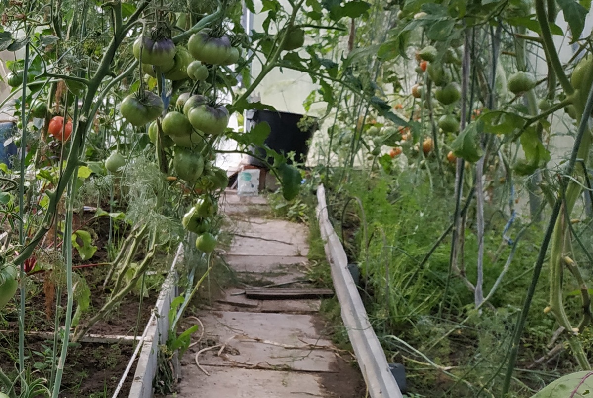 На правой грядке растёт морковка.