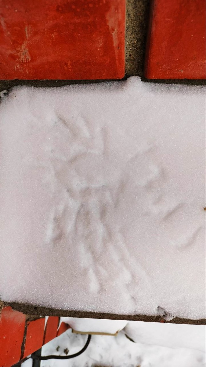 Не забывайте, что это нарисовала птичка — не судите ее строго)))