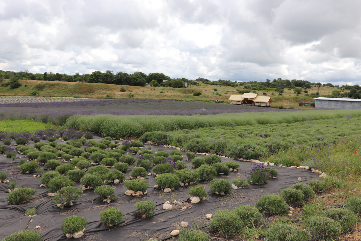 Ферма «Лавандовый замок» в Бахчисарайском районе // Туристический портал Республики Крым, Надежда Дудина
