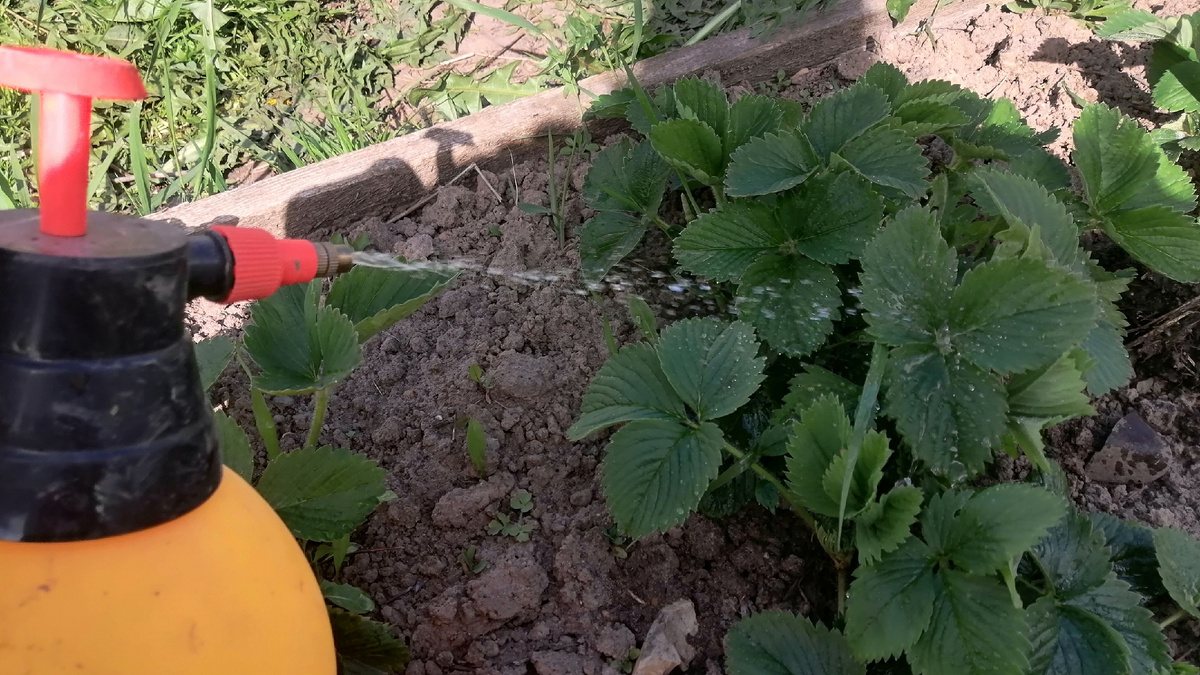 Внекорневая подкормка борной кислотой в период бутонизации