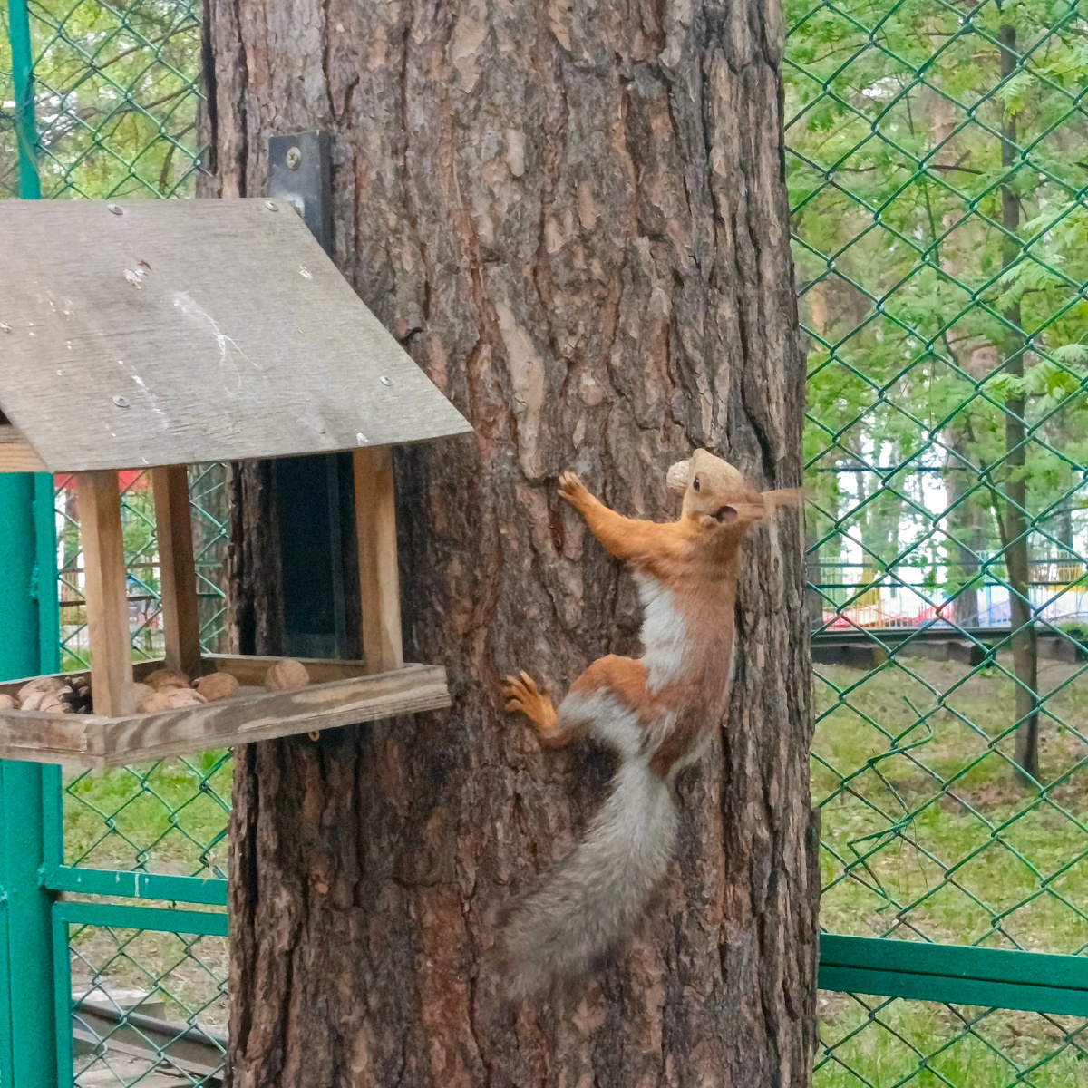 Белочки свободно перемещаются по территории, установлены кормушки