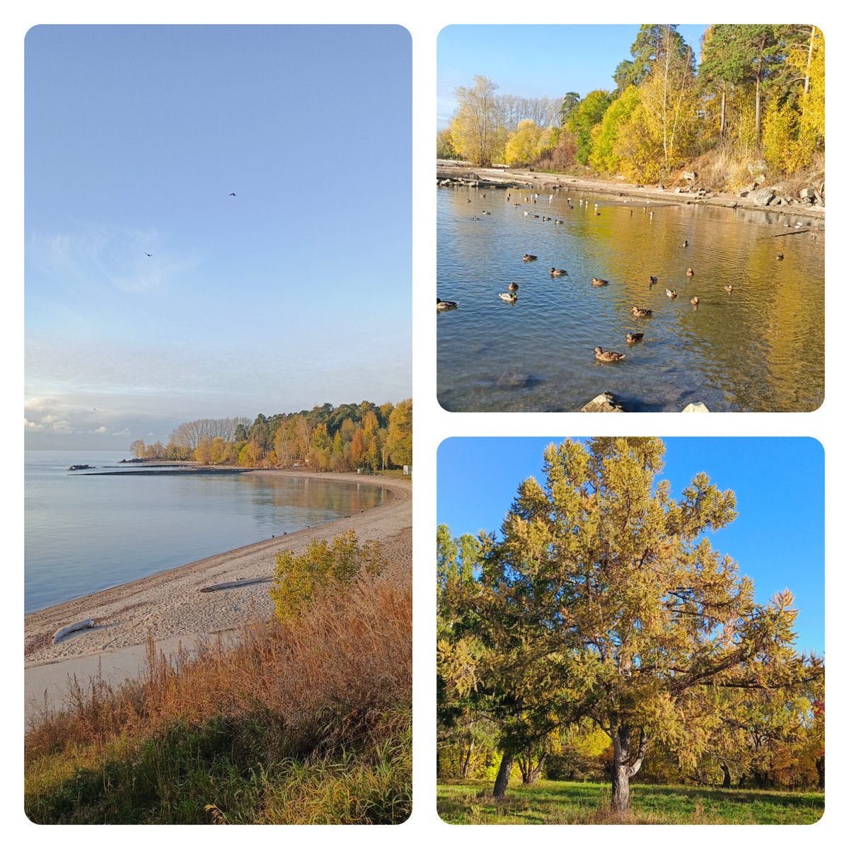 Природа в парке осенью