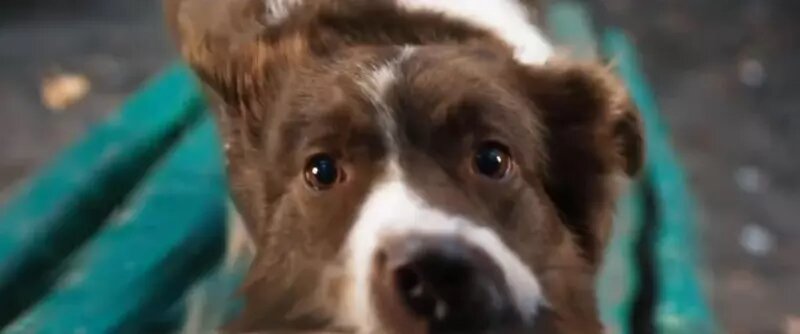    Космическая собака Лида. Фото: Кадр из трейлера.