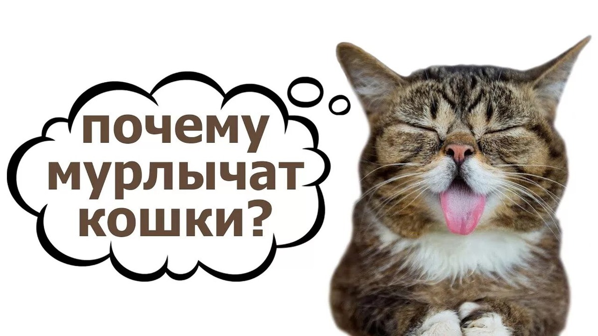 Фотография из интернета