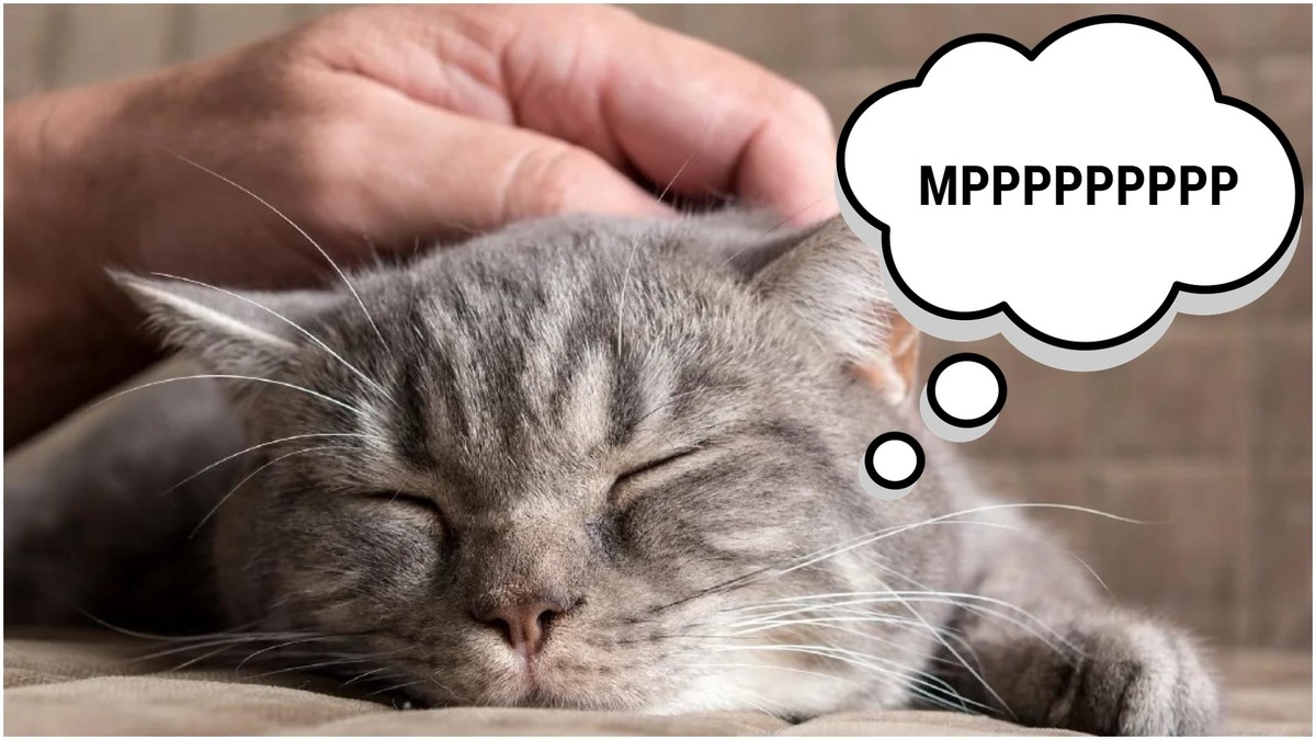 Фотография из интернета