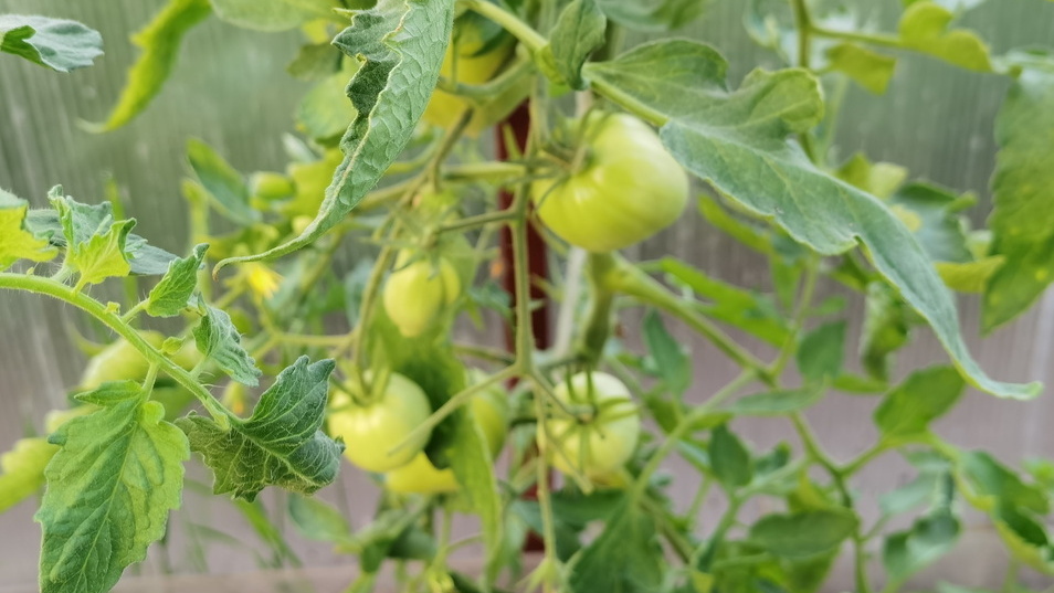 Разница заметна - суперфосфат дает более активное завязывание плодов