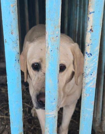 Срочно надо выкупить девочку лабродора🆘🆘🆘