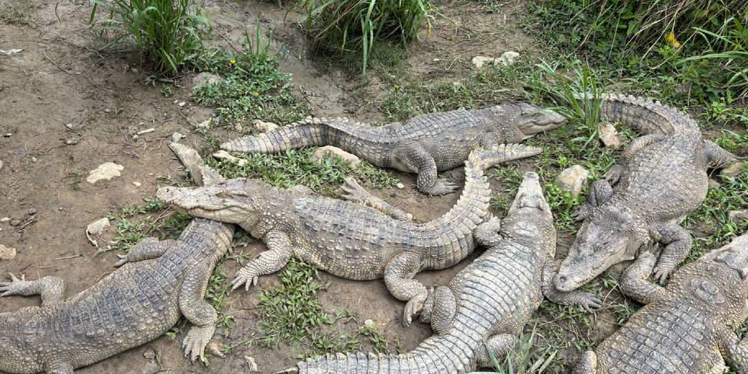 Вьетнам Нячанг плюсы и минусы города