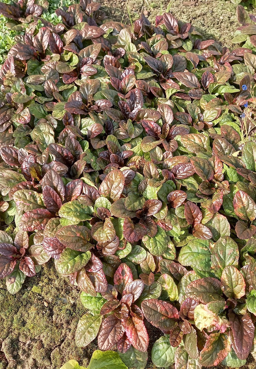 Живучка Рэйнбоу. Окрас ещё не проявился.