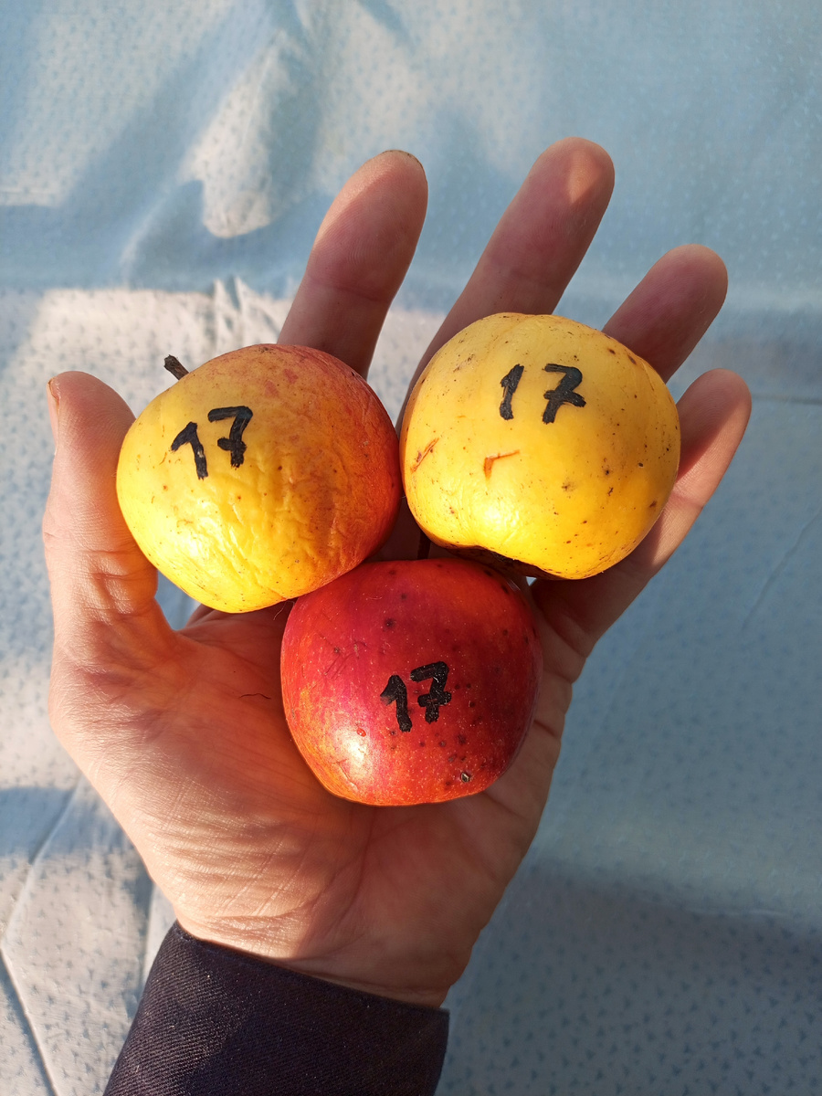 Фото 1. Данила (ВЭМ желтый).