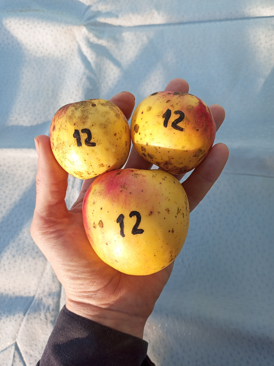 Фото 2. Былина.