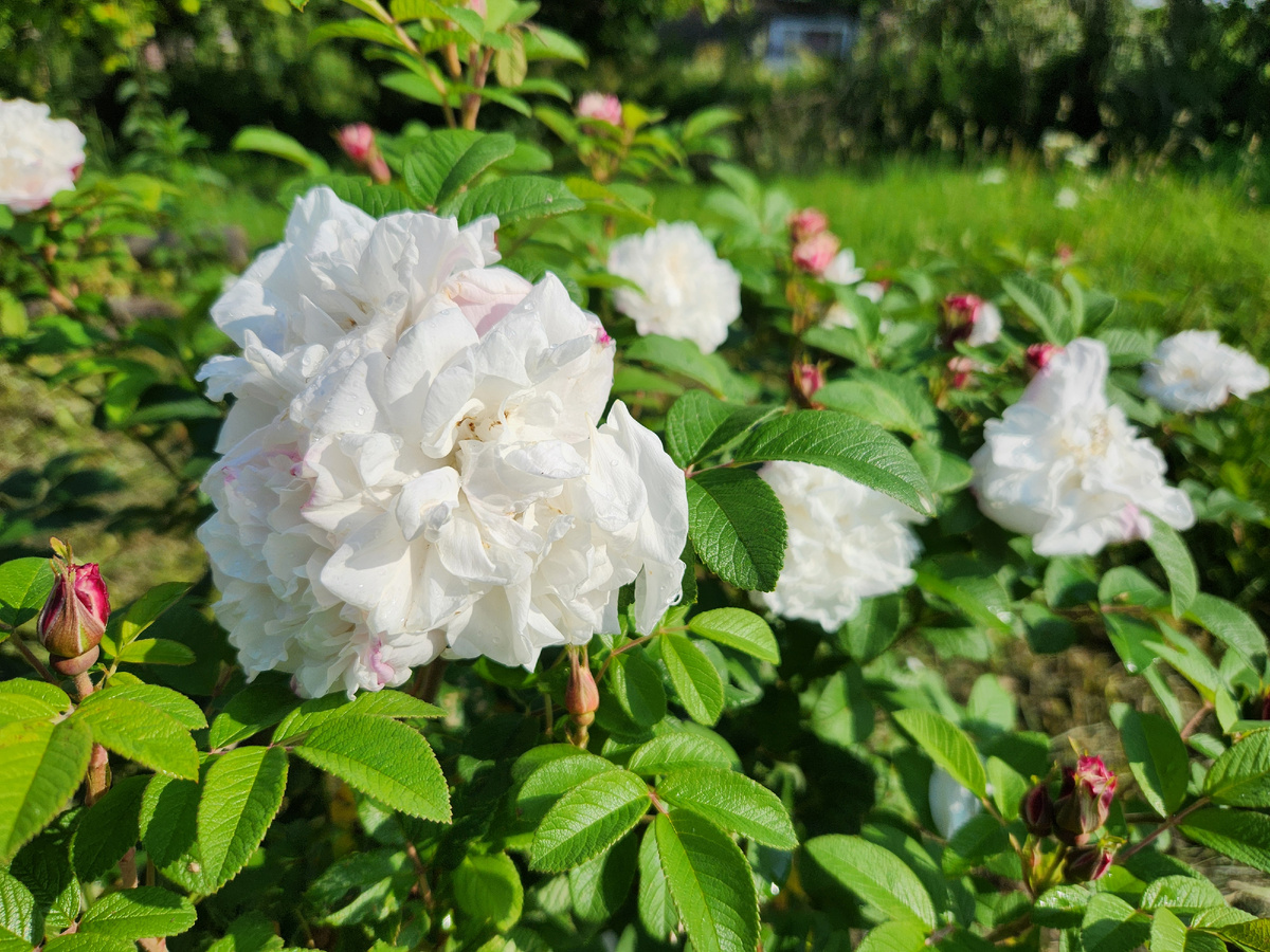 Луиза Багнет