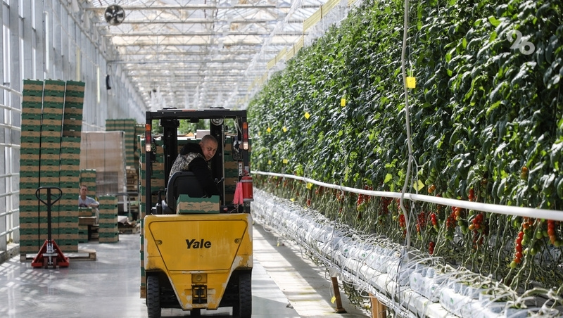      Фото: Дмитрий Ахмадуллин / / ИА «Победа26»