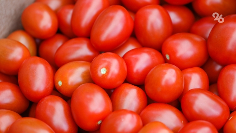    В общий объём собранных овощей вошли 3,6 тыс. тонн томатов, 2,6 тыс. тонн огурцов и 20,8 тонн зелёных культур Фото: Дмитрий Ахмадуллин / / ИА «Победа26»